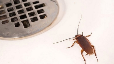 Buba&scaron;vabe u kupatilu Dezinsekcija
